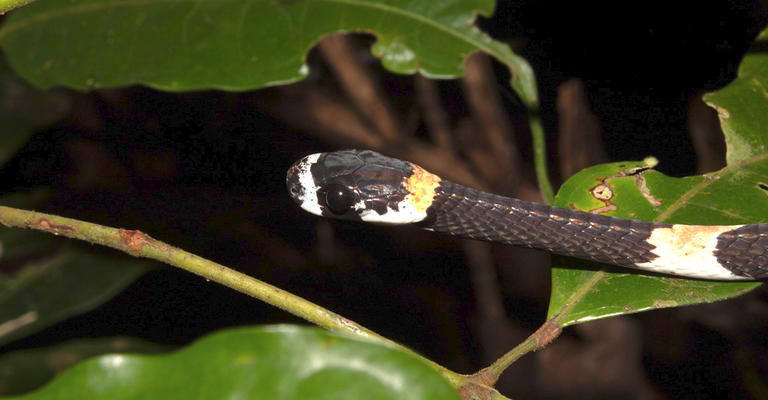 Primeiro registro de vocalização de cobra é feito por bolsistas da